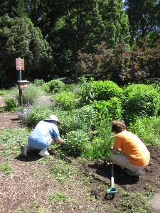 Weeding bed 7