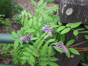 Wisteria frutescens, American Wisteria
