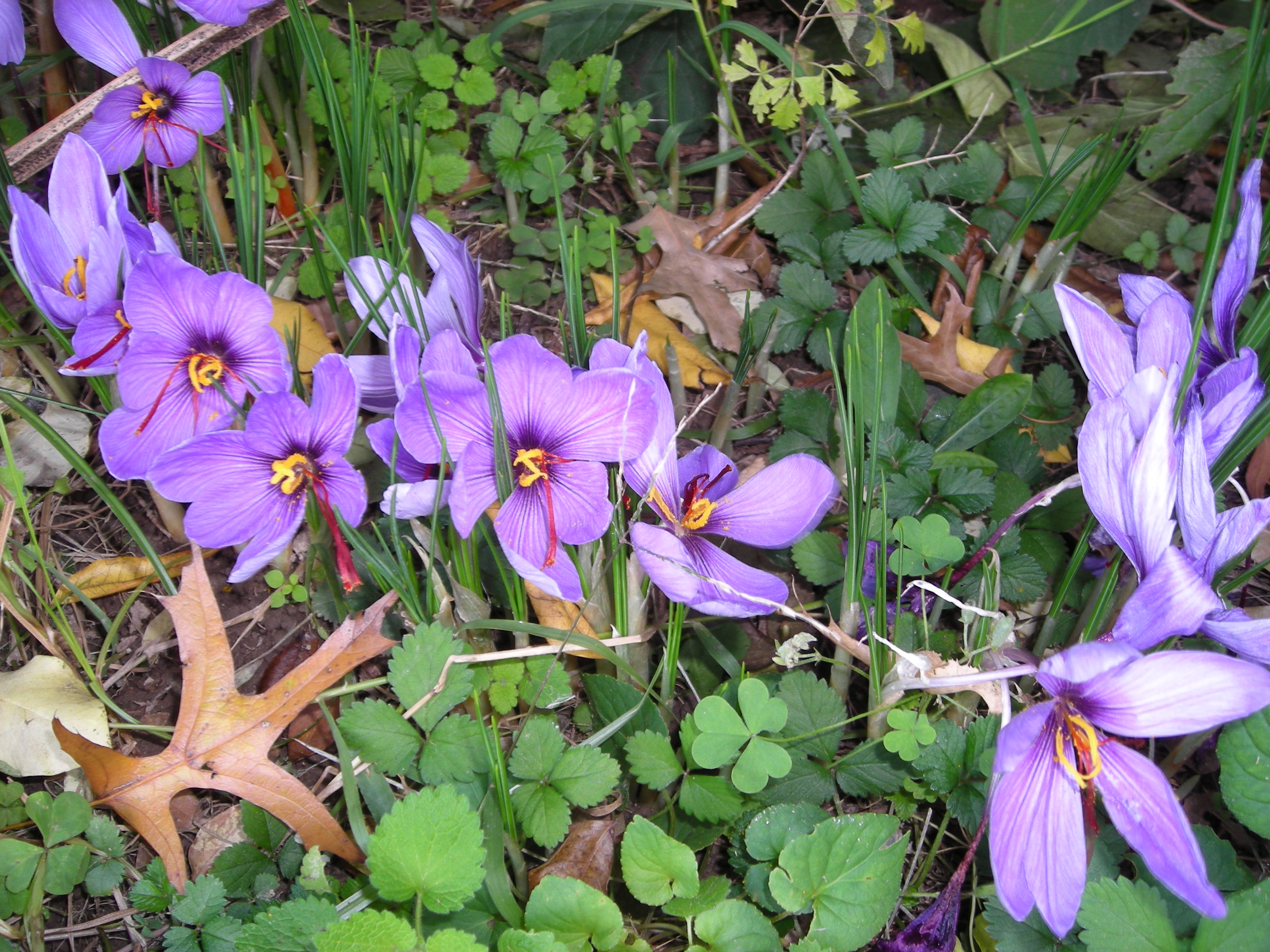 Saffron CrocusDSCN2303