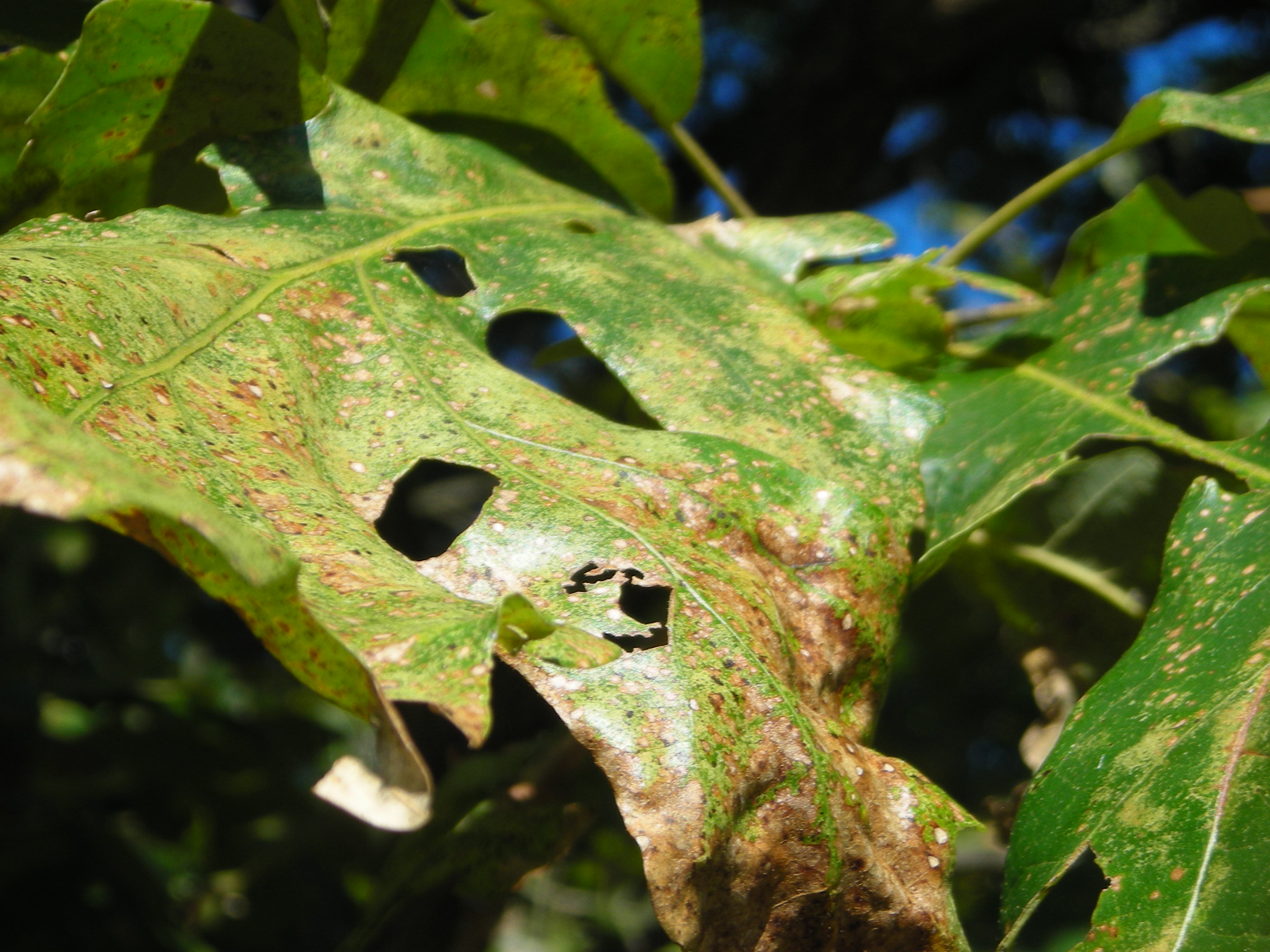Well_used_oak_leaf (1)