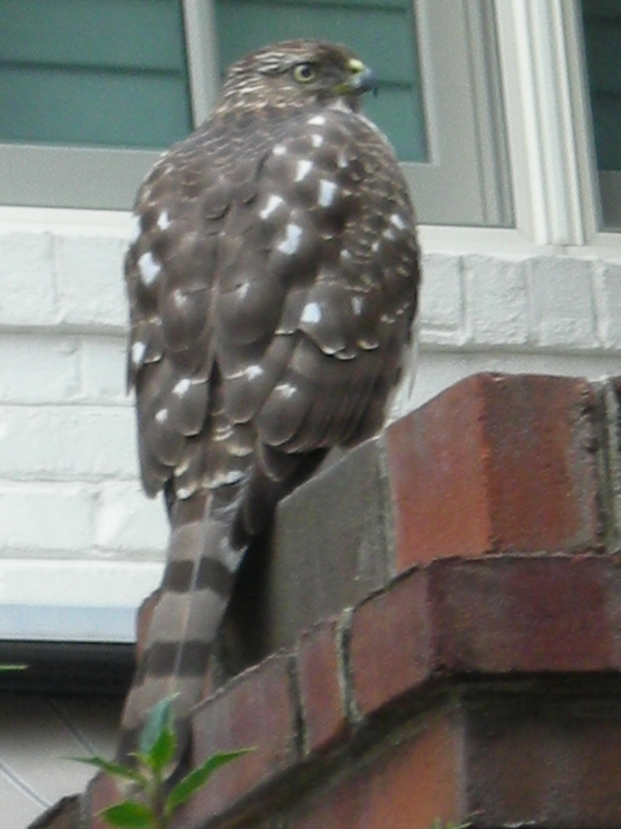 DSCN4667