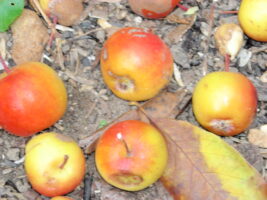 apples on ground