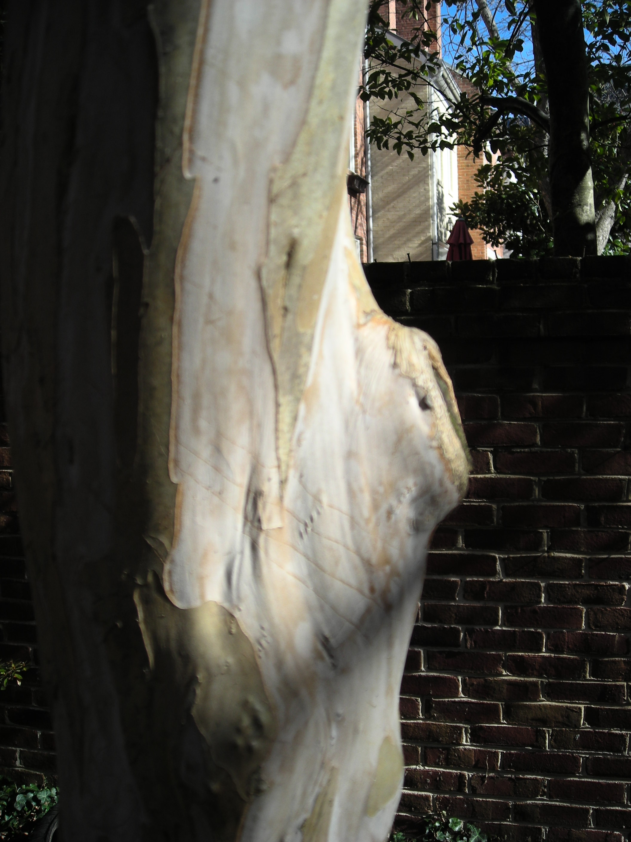 Bare bones of winter - a crape myrtle trunk. Photo: Christa Watters
