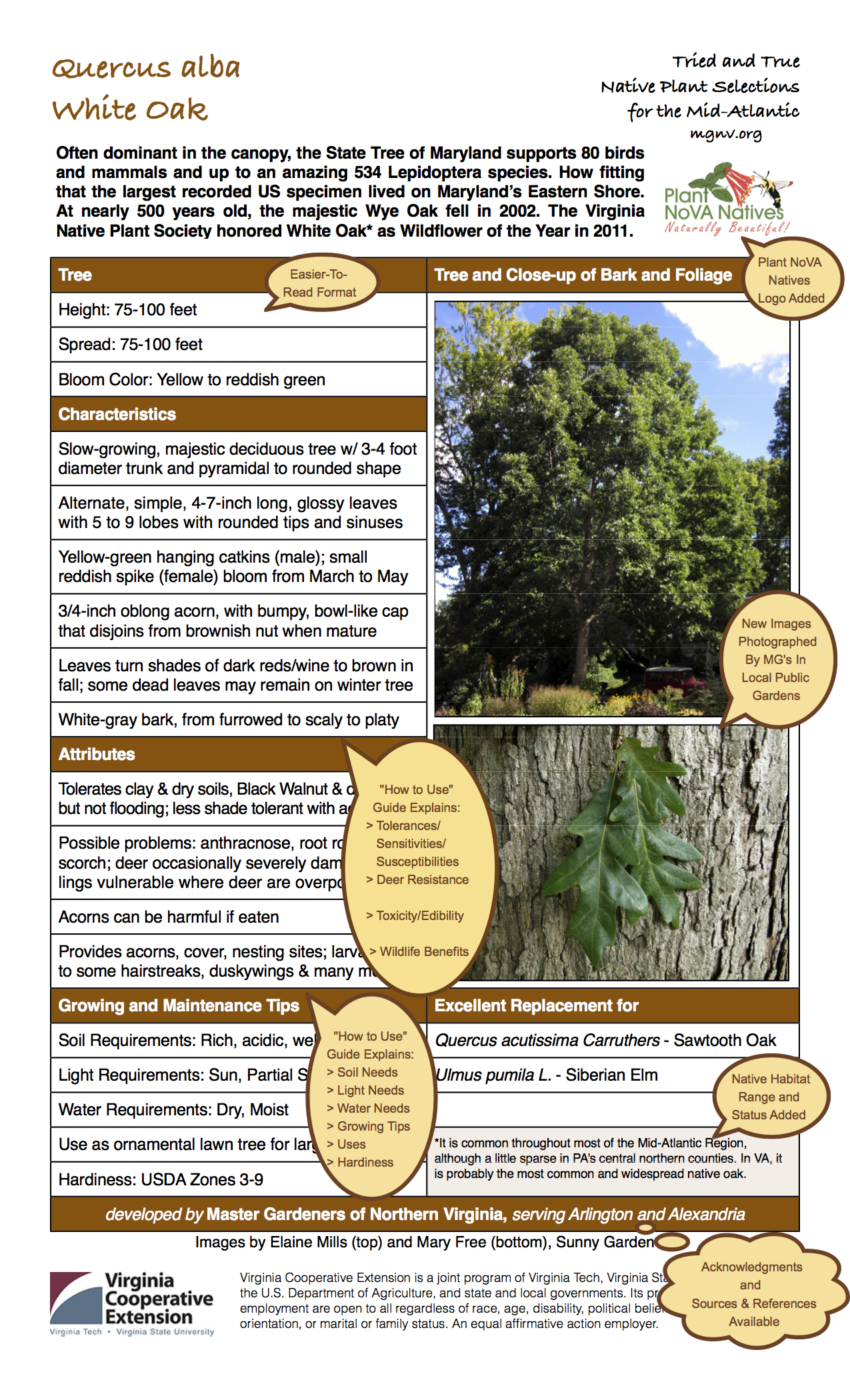 Quercus alba Annotated