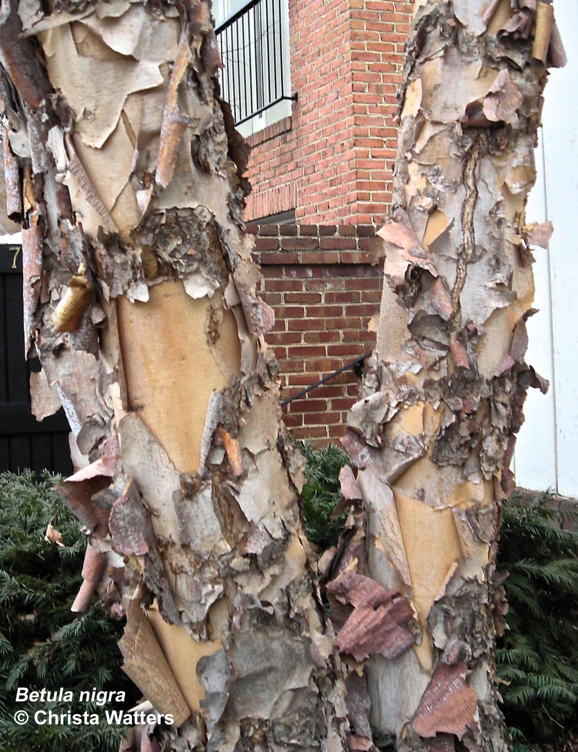 Betula nigra-Christa Watters