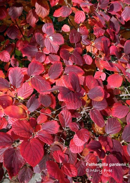 Fothergilla gardenii brillant red foliage in November.