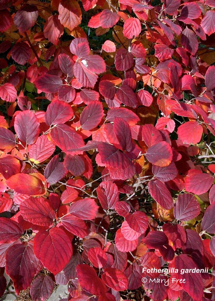 Fothergilla gardenii brillant red foliage in November.