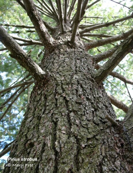 Pinus strobus bark, trunk and branches