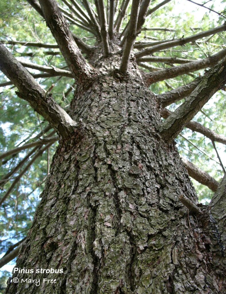 Pinus strobus bark, trunk and branches