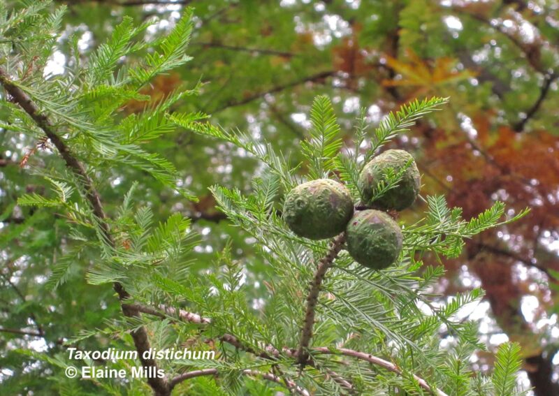 Taxodium distichum, Bald Cypress