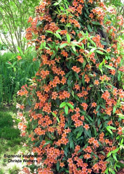Bignonia capreolata © Christa Watters