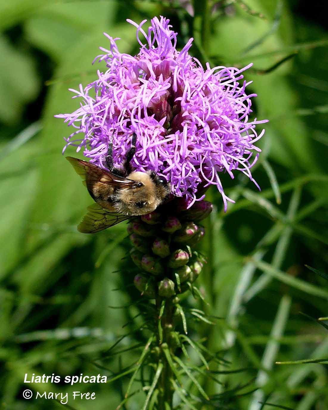 Liatris spicata & Bee: Mary Free