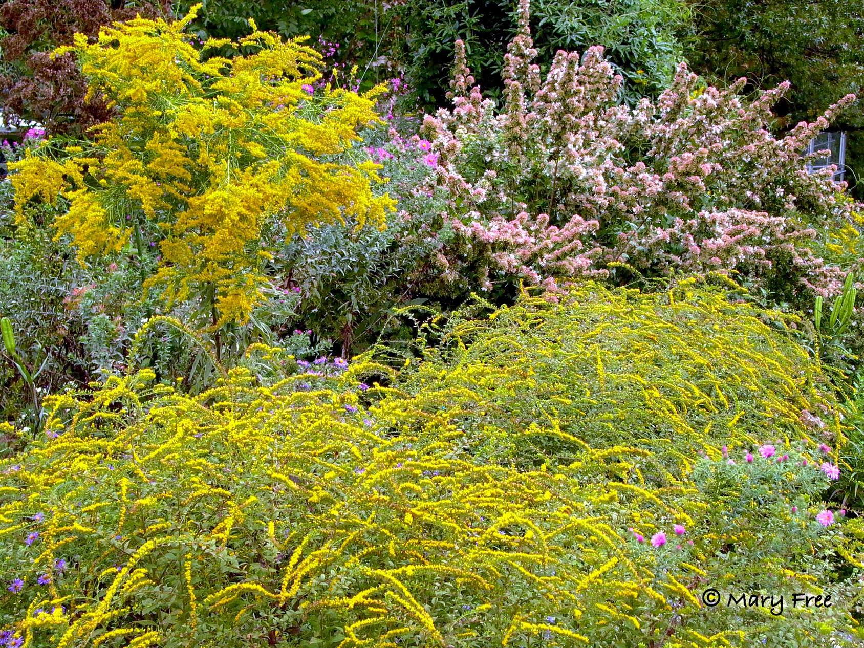 Simpson Garden Butterfly Garden. Photo: Mary Free.