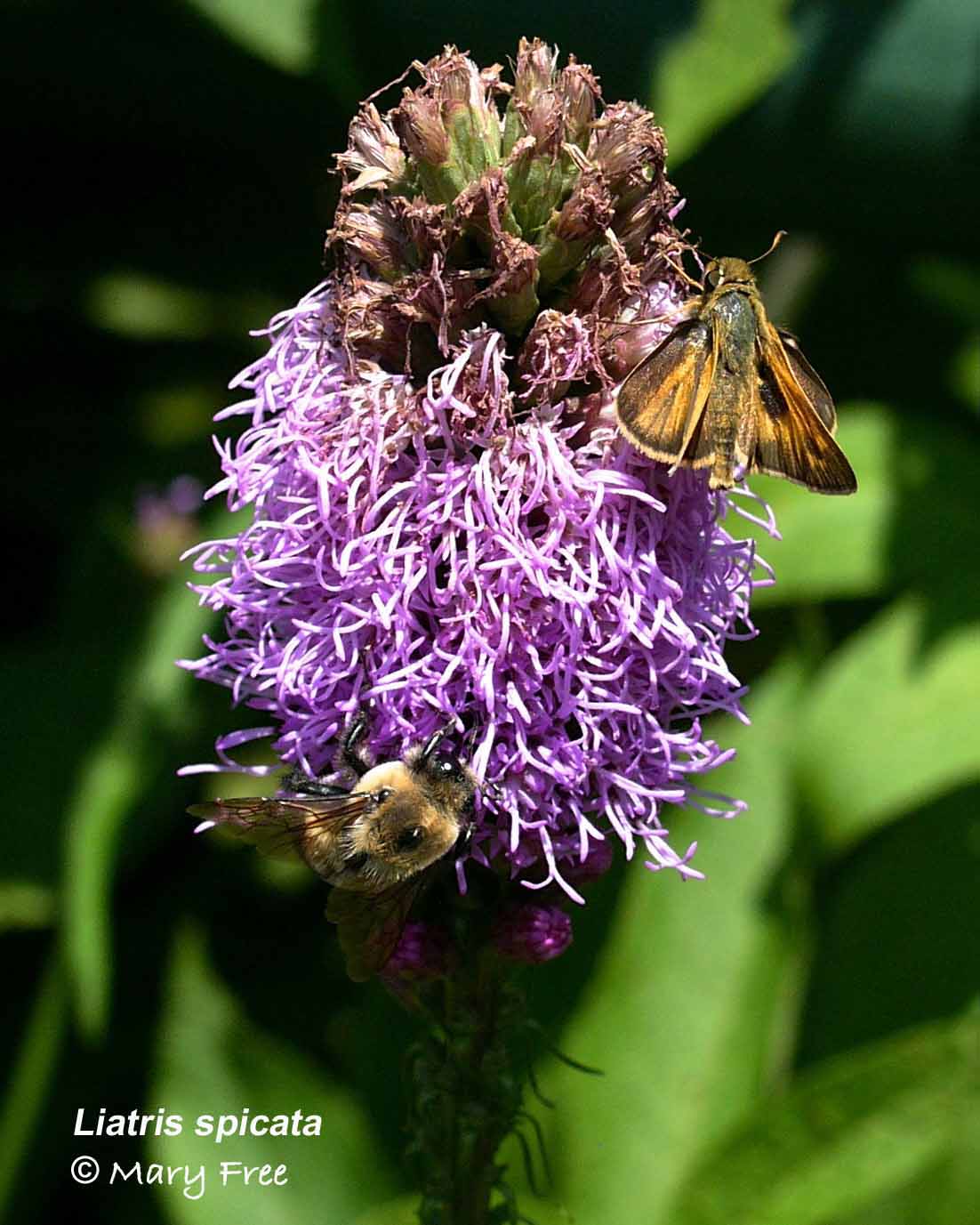 Liatris spicata with bee & moth: Mary Free