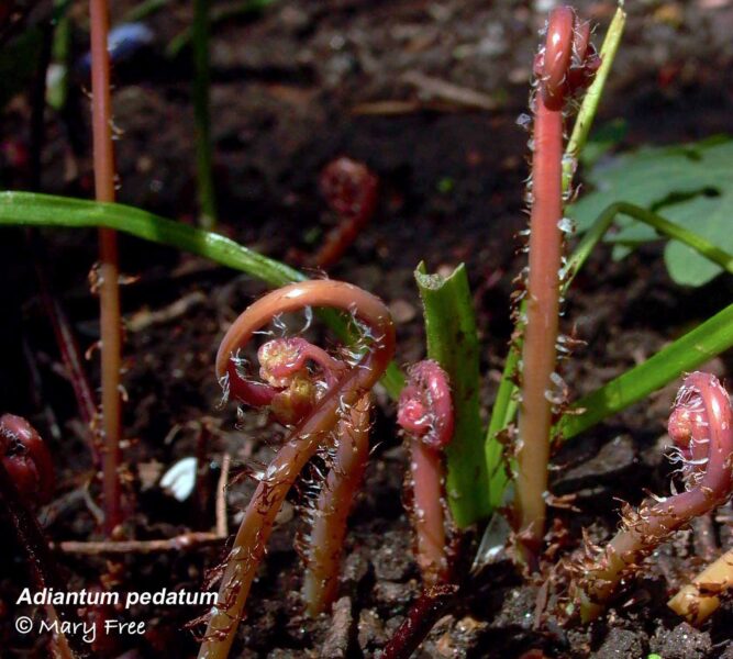 Adiantum pedatum unfurling.