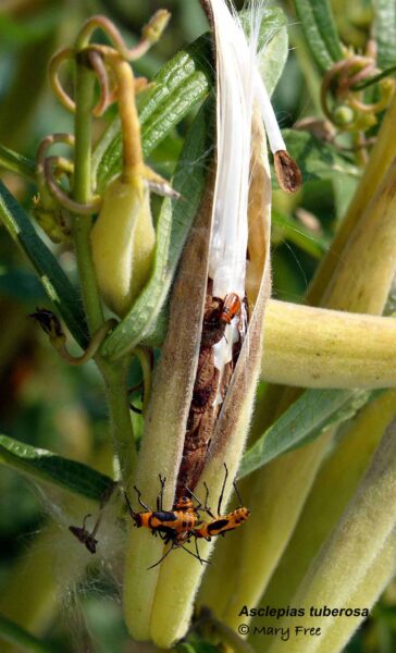 Native Asclepias tuberosa (Butterfly-weed) dehisced follicle with exposed seeds.