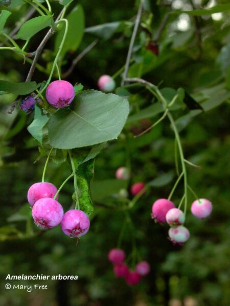 Immature pomes of Amelanchier arborea