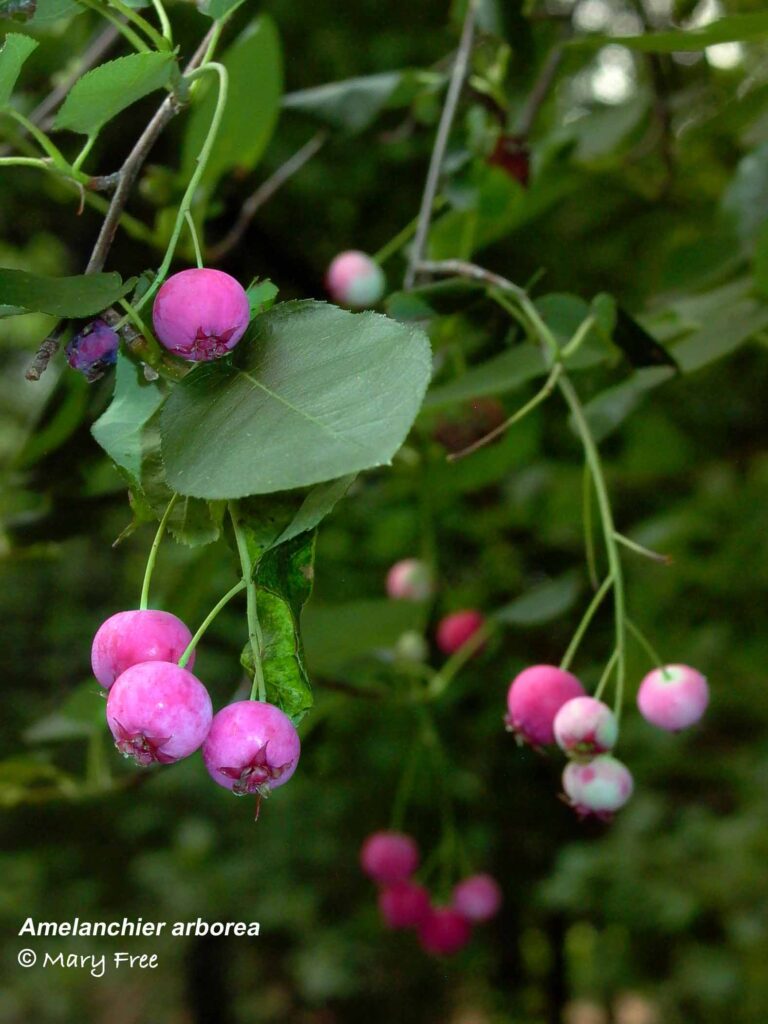 Immature pomes of Amelanchier arborea