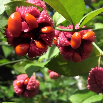 Orange-red arils cover the extruding seeds of Euonymus americanus (strawberry-bush).