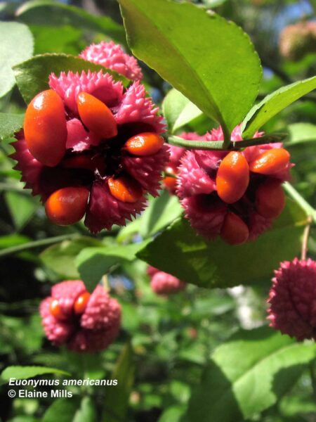 Orange-red arils cover the extruding seeds of Euonymus americanus (strawberry-bush).