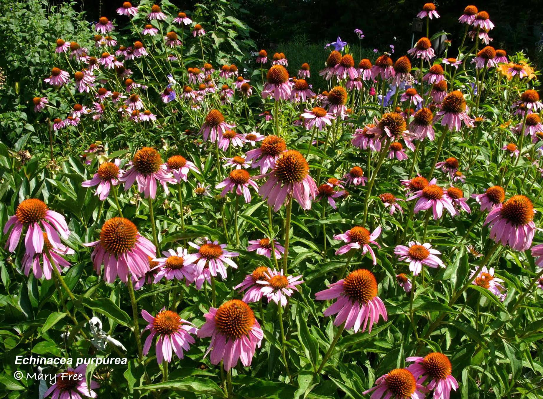 Echinacea purpurea: Mary Free