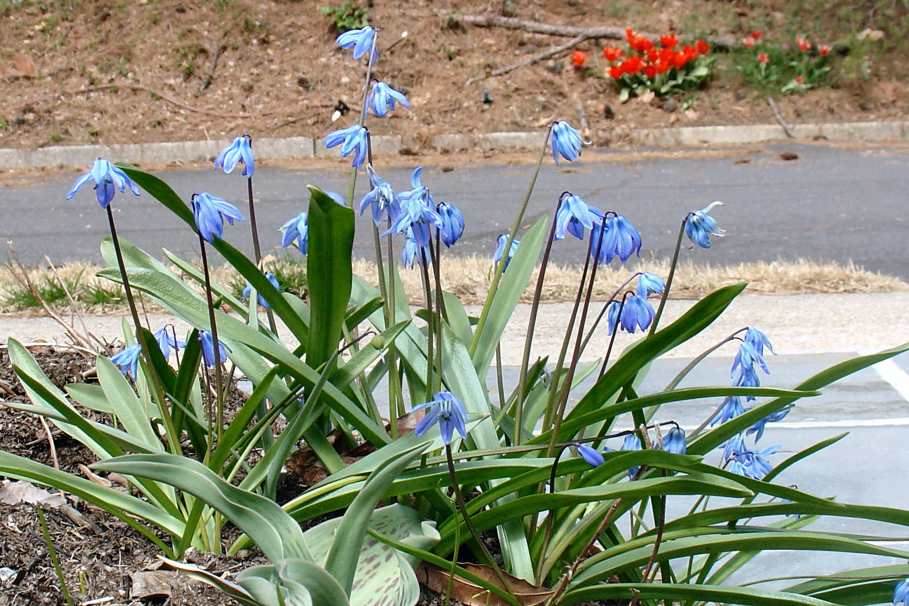 Siberian Squill, a gift from Captain Shepherd's yard where these beautiful blue flowers bloomed each spring.