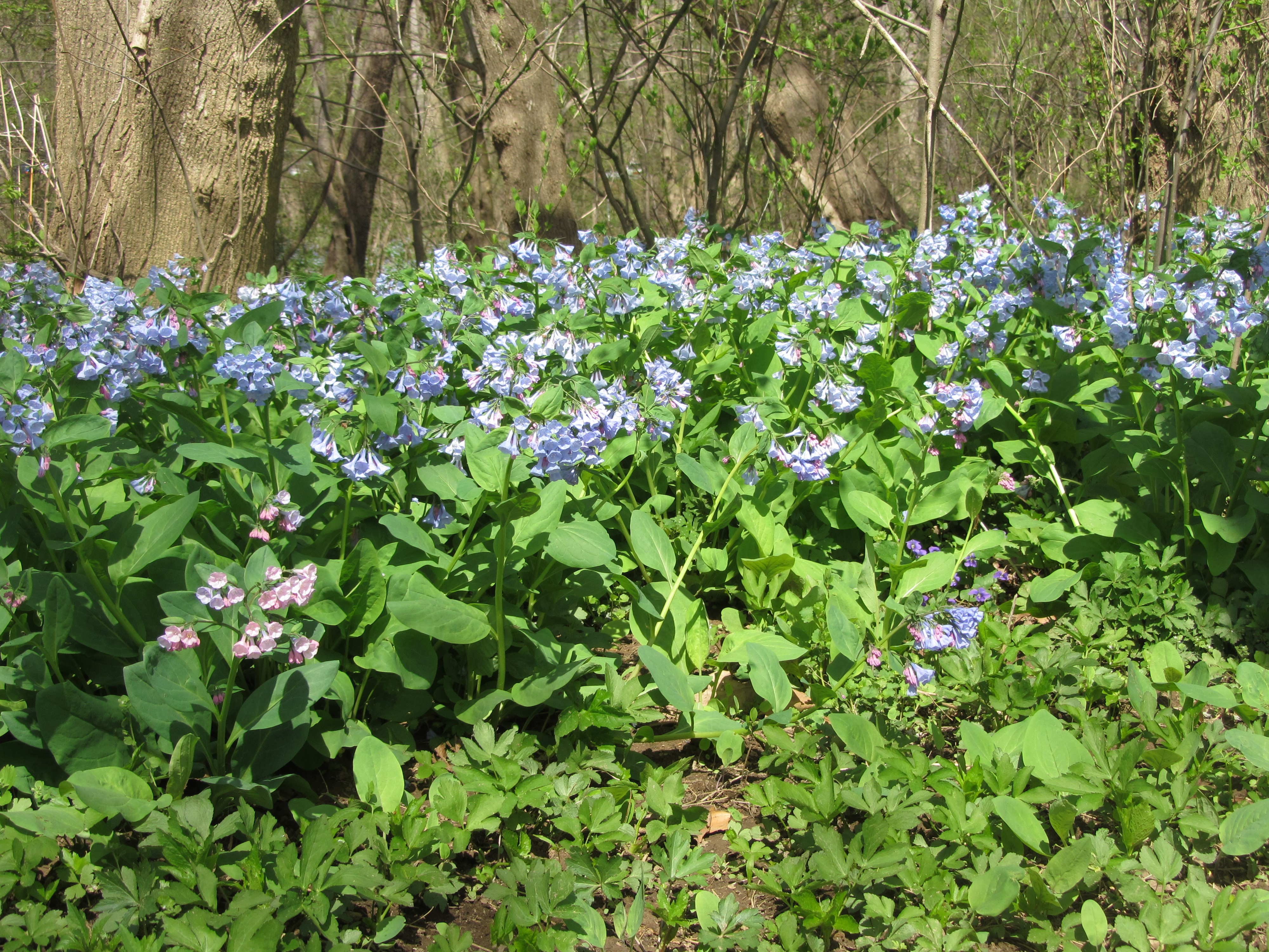 Virginia Bluebells