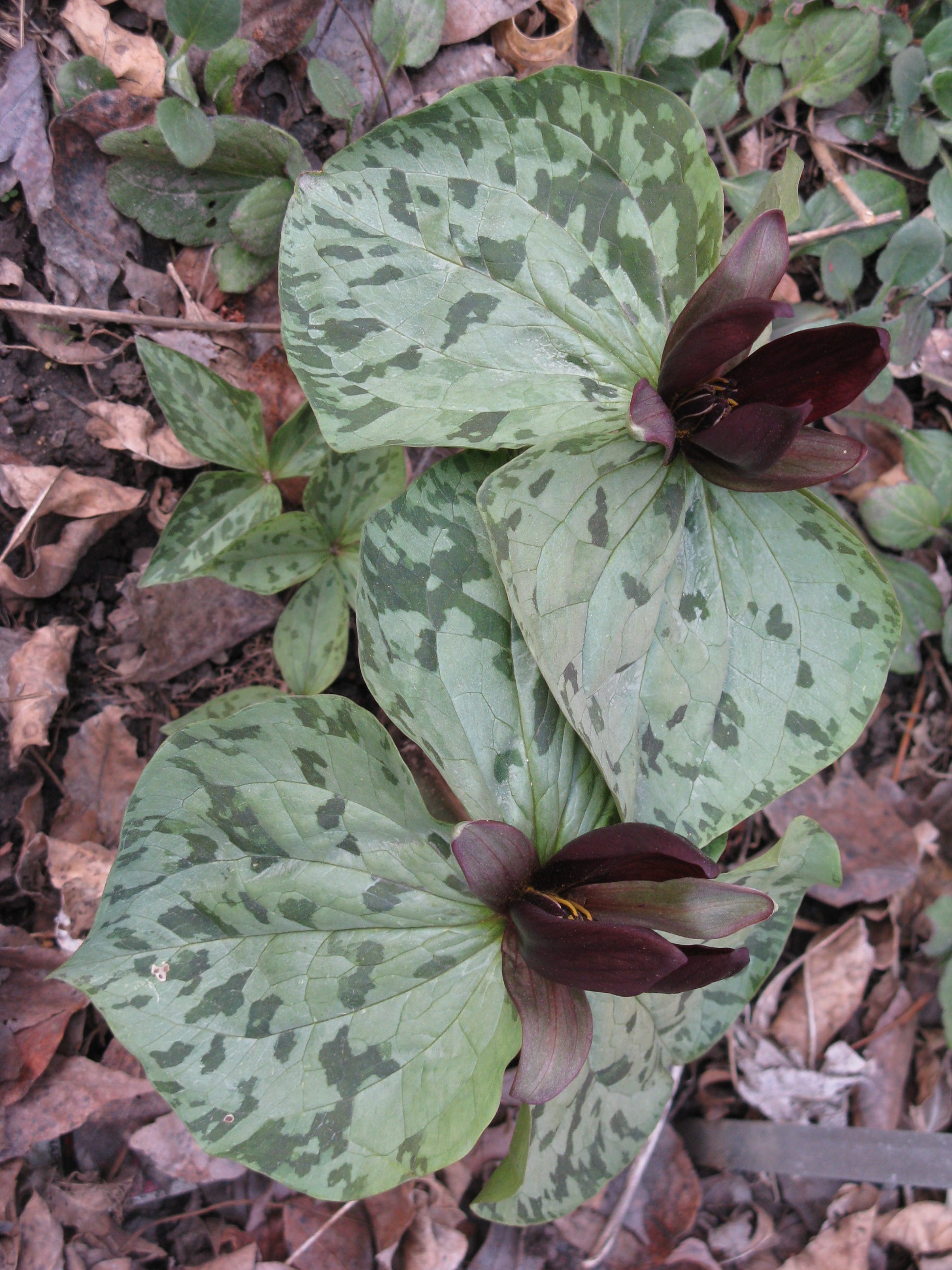 Sessile Trillium also called Toadshade found in the Woodland Shade Section of the Library Garden. 