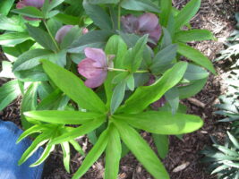 Hellebores