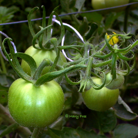 Moneymake Tomato. Photo: Mary Free.