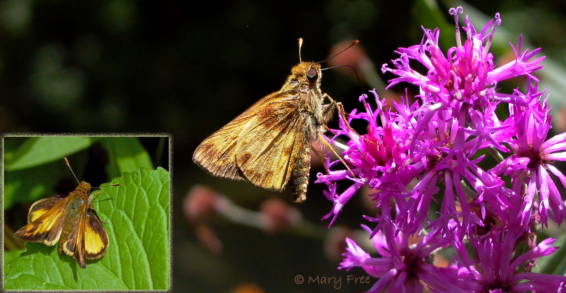 Zabulon skipper (Poanes zabulon) feeding on Vernonia noveboracensis and perched in a jet-fighter position (inset). © Mary Free