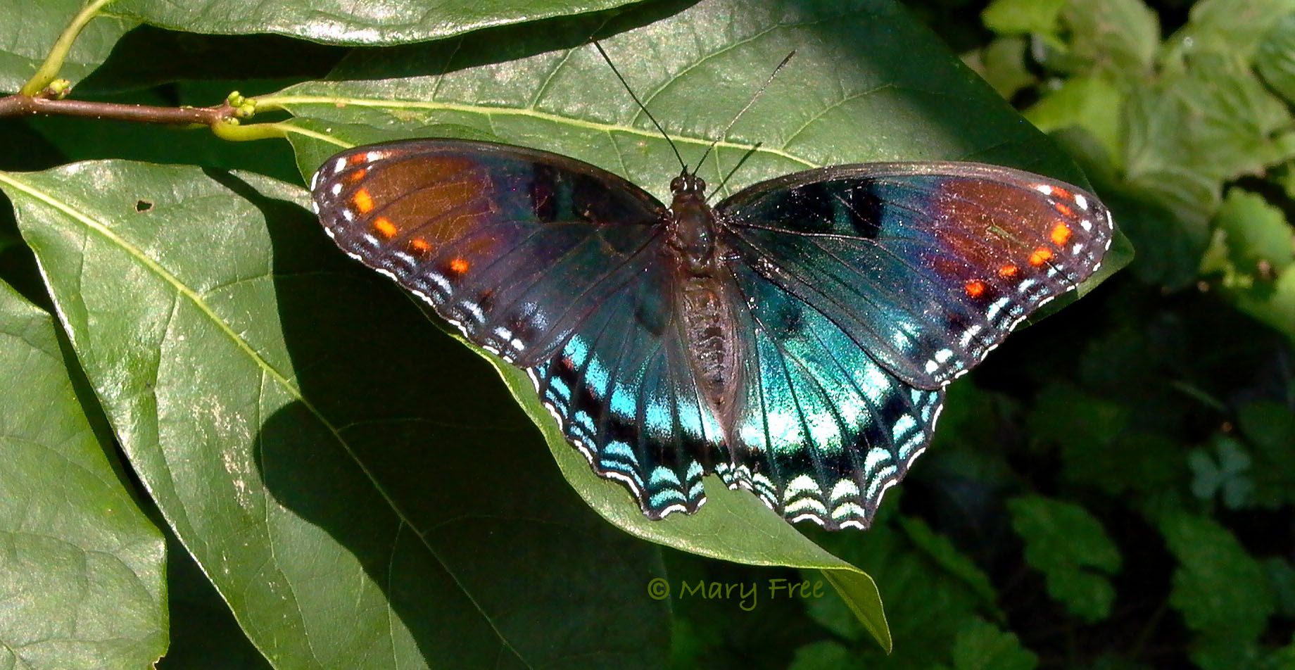 3 Red-Spotted Purple on MagnoliaC