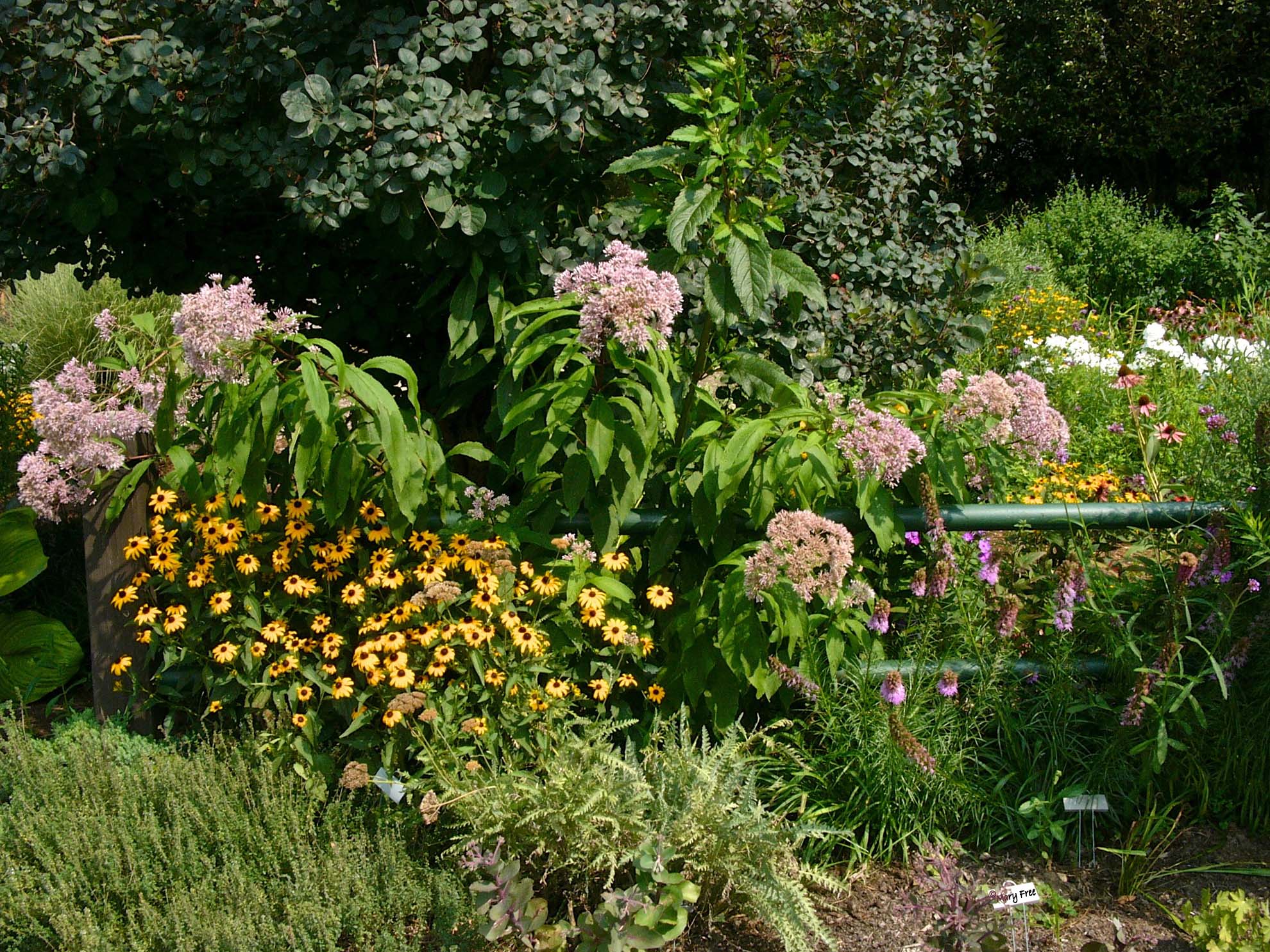 July Sunny Garden with native perennials including Rudbeckia and Liatris (front) and Eupatorium spp. (Joe-Pye Weed) and white Phlox paniculata (behind). © Mary Free