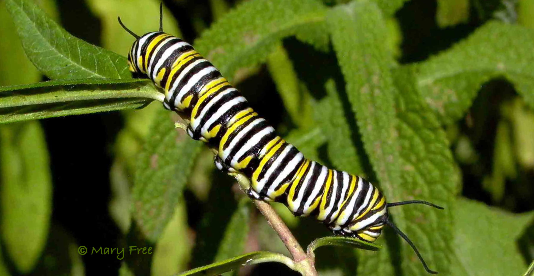 Monarch caterpillar (Danaus plexippus) eating Asclepias tuberosa leaves in September. Did it survive to migrate to Mexico and back? © Mary Free