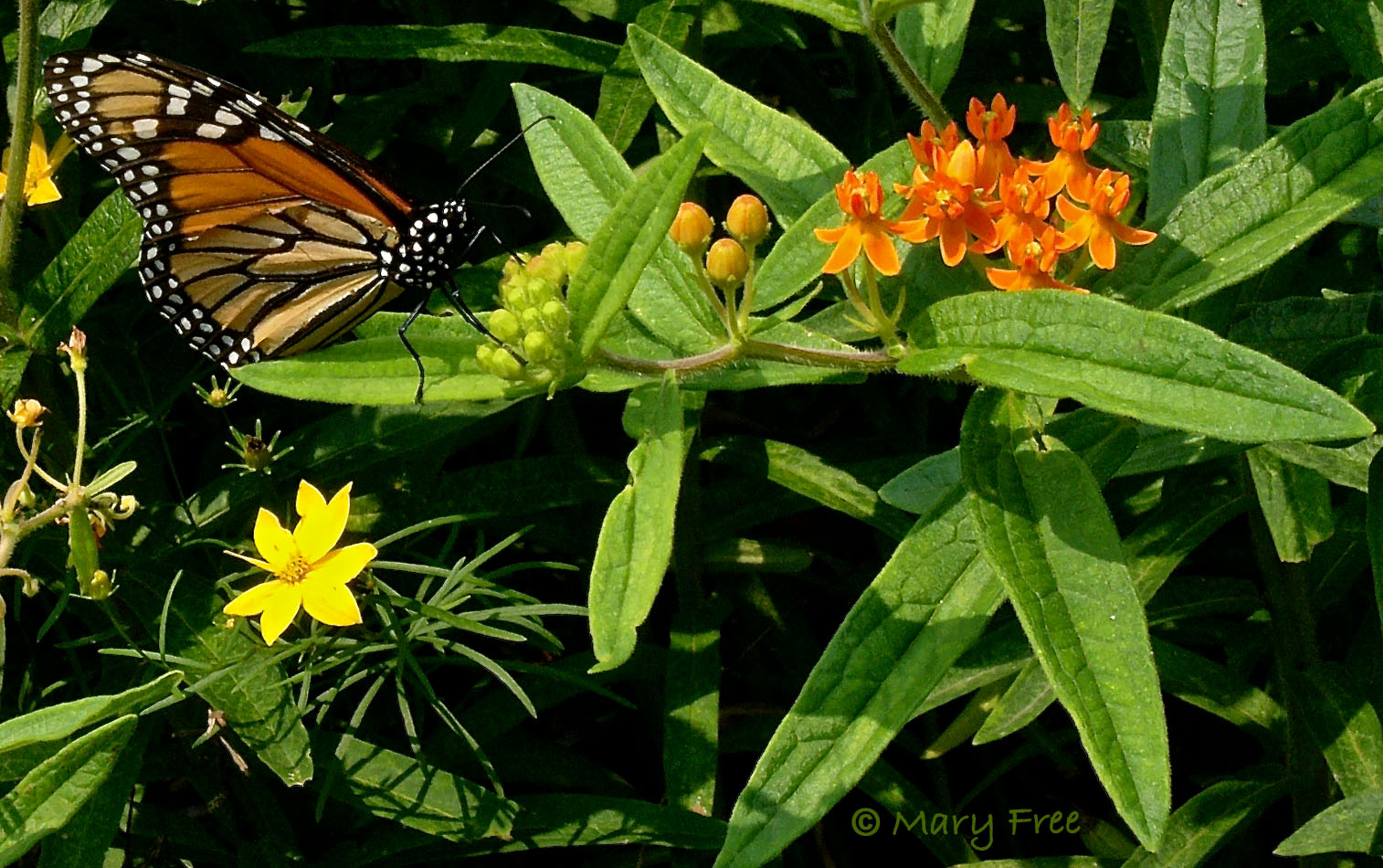 The tattered wings of this monarch—resting on A. tuberosa in July—indicate that it is probably near the end of its life cycle. © Mary Free