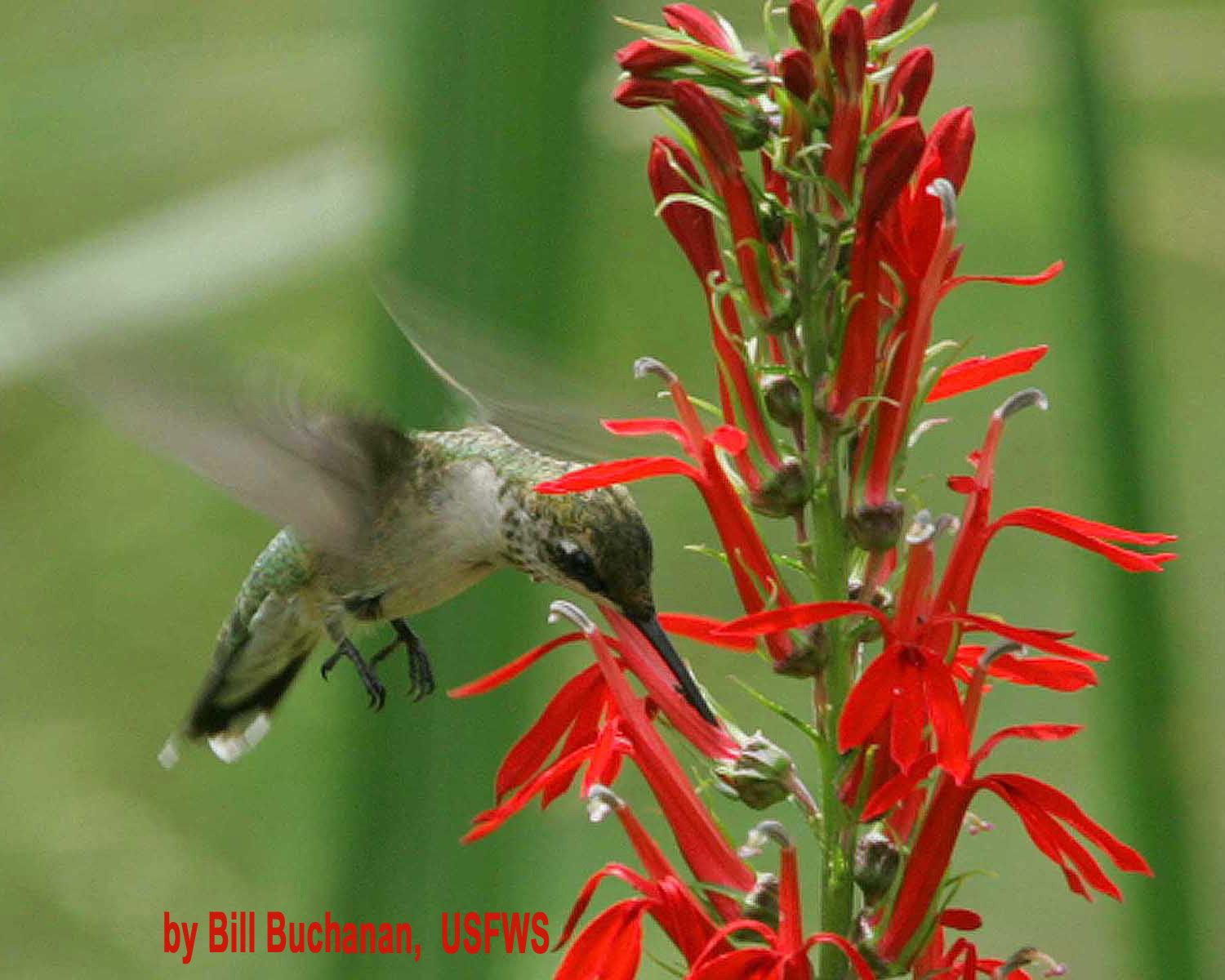 ruby throated hummingbird
