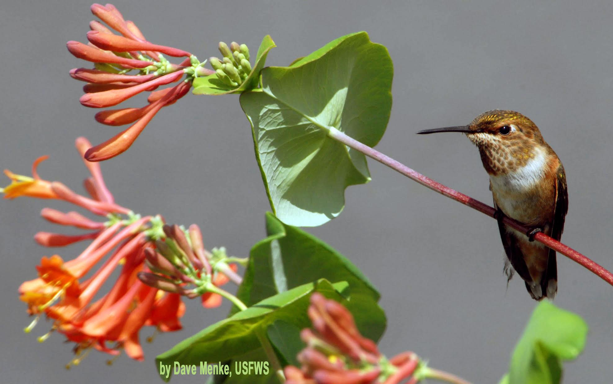 Rufous hummingbird