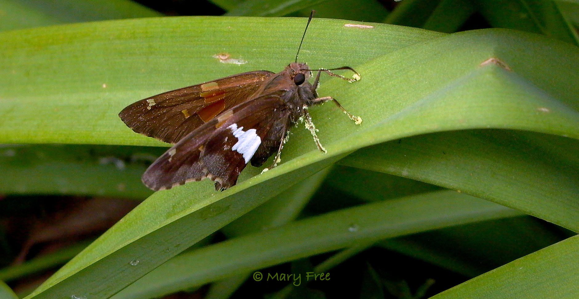 Silver-spotted skipper (Epargyreus clarus) covered with Oenothera pollen. © Mary Free