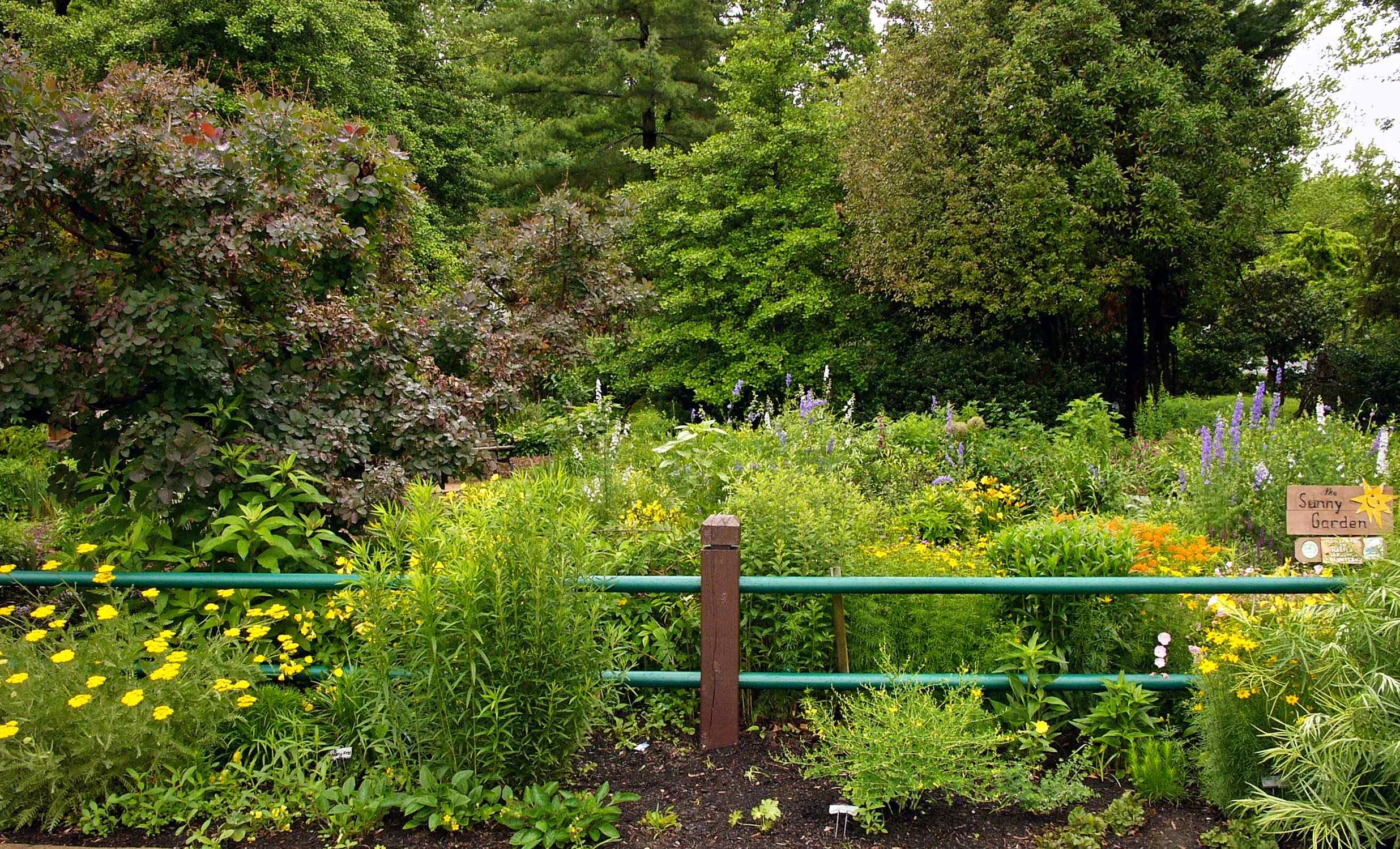 Early June Sunny Garden (on a cloudy day) including yellow native perennials Achillea (left), Oenothera fruticosa (behind), Baptisia tinctoria (center right), and Coreopsis verticillata (far right) along with orange Asclepias tuberosa (behind). © Mary Free
