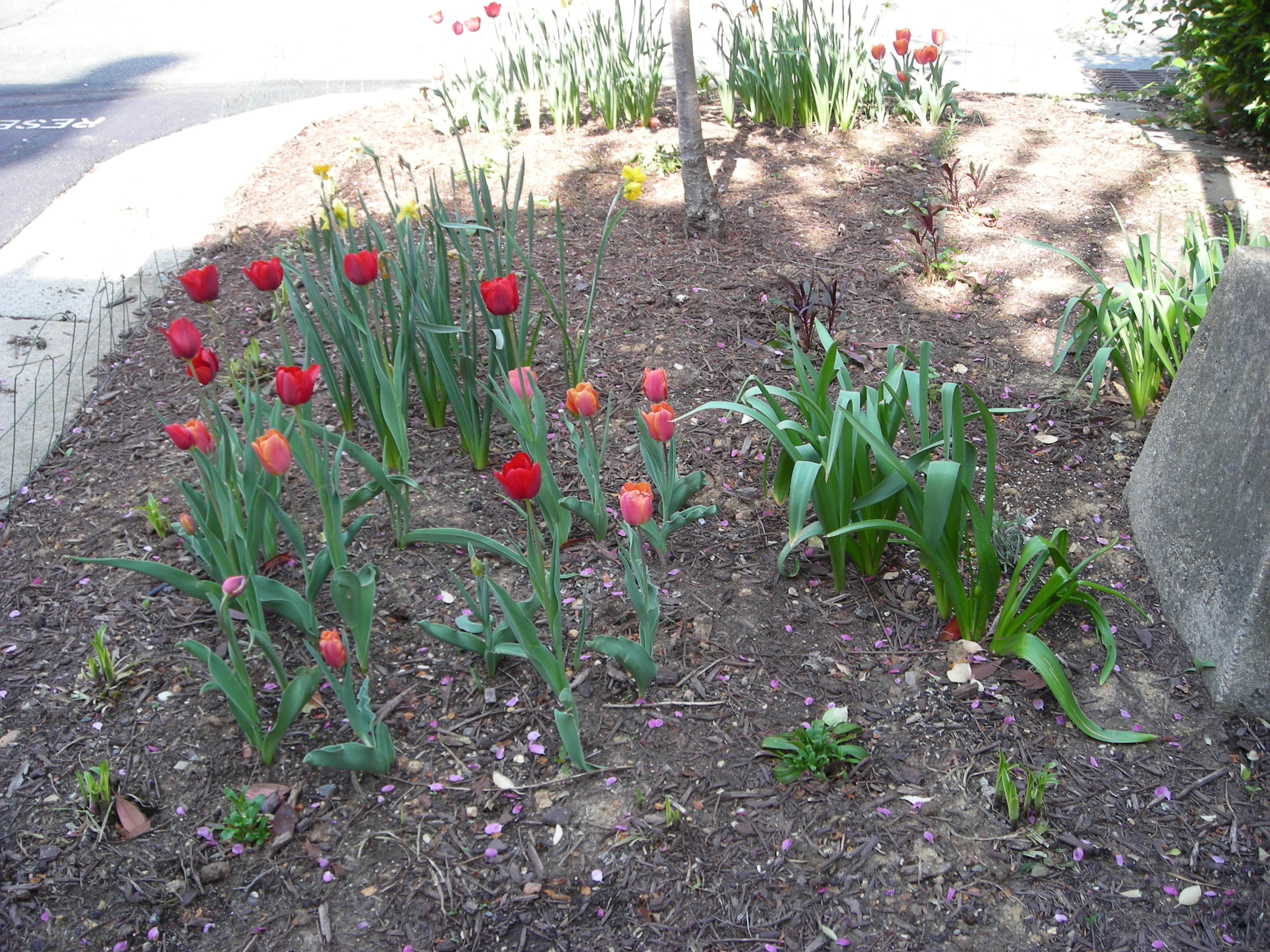 Tulip Phase
