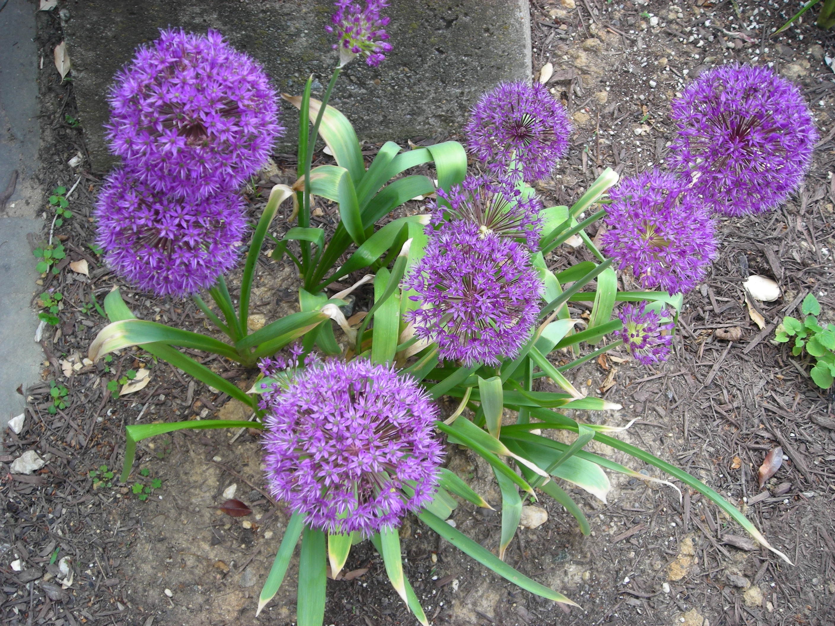 Alliums around the lamp post