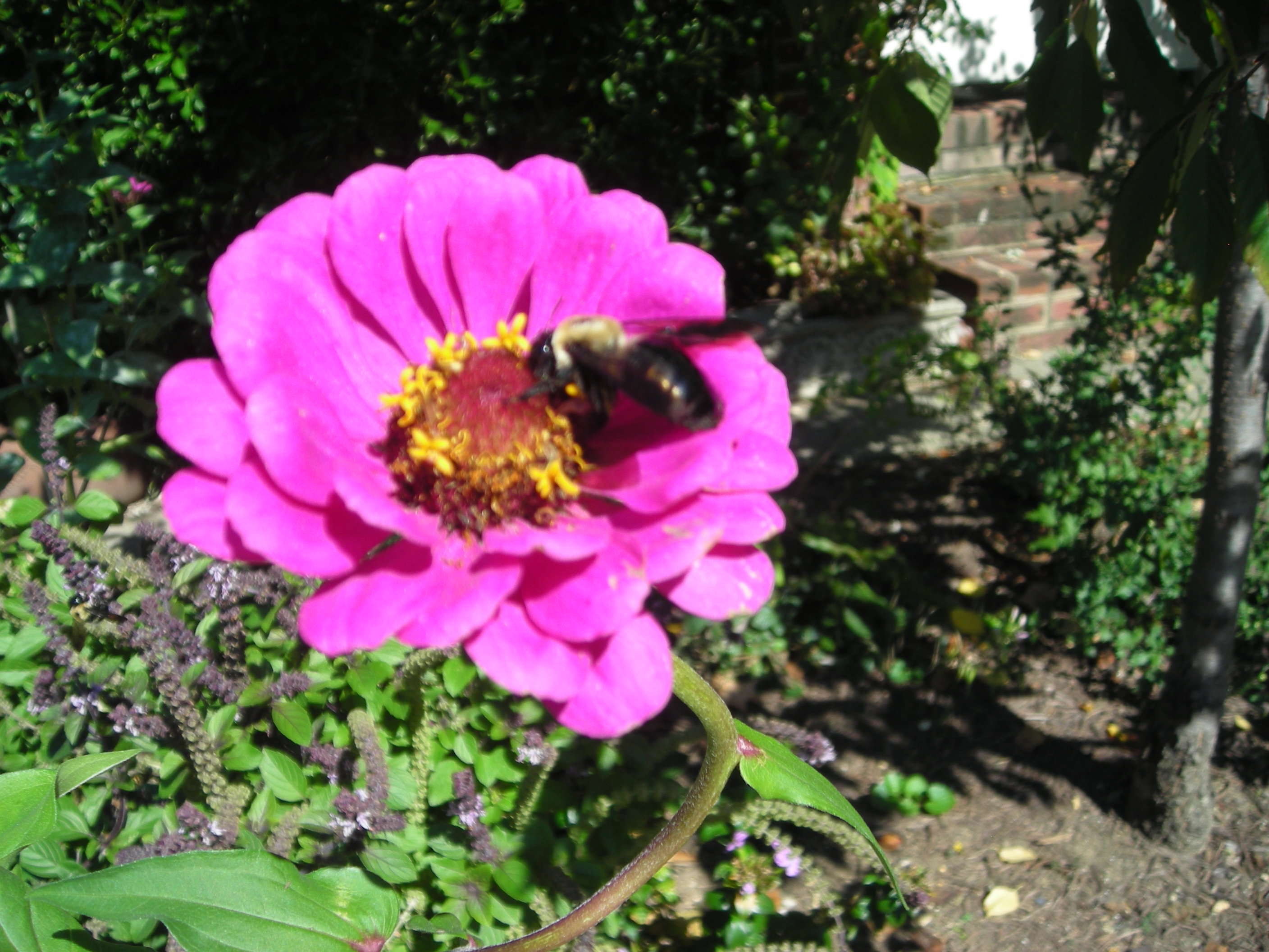 Bumblebee on Zinnia