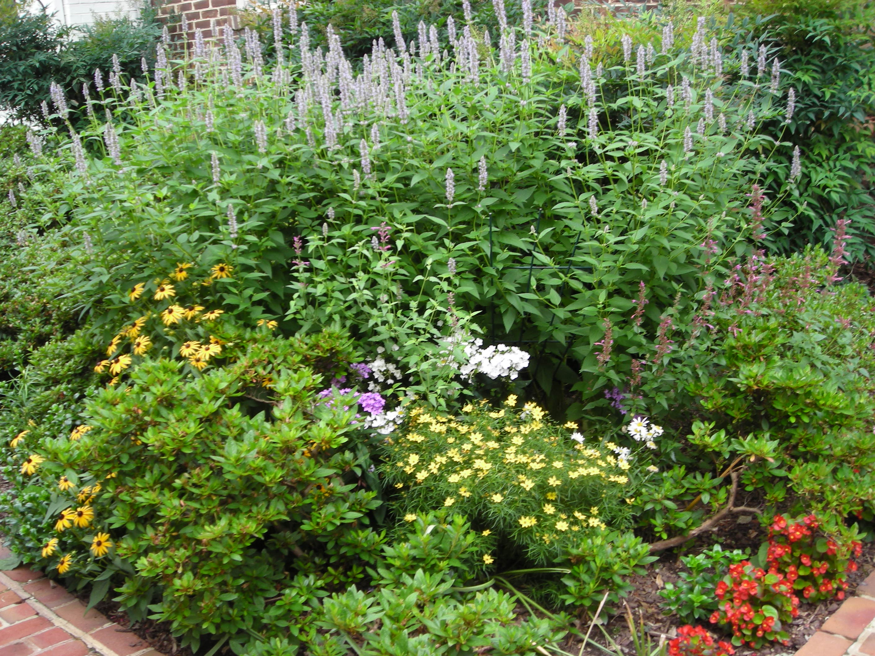 The pollinator corner in July, with tall Agastache “blue fortune”, shorter magenta Agastache “flame”, Phlox paniculata, Rudbeckia, yellow threadleaf coreopsis, and pink Dianthus japonica, planted among 30-year-old azaleas. The perennials attract butterflies and bees all summer long. Photo: Christa Watters