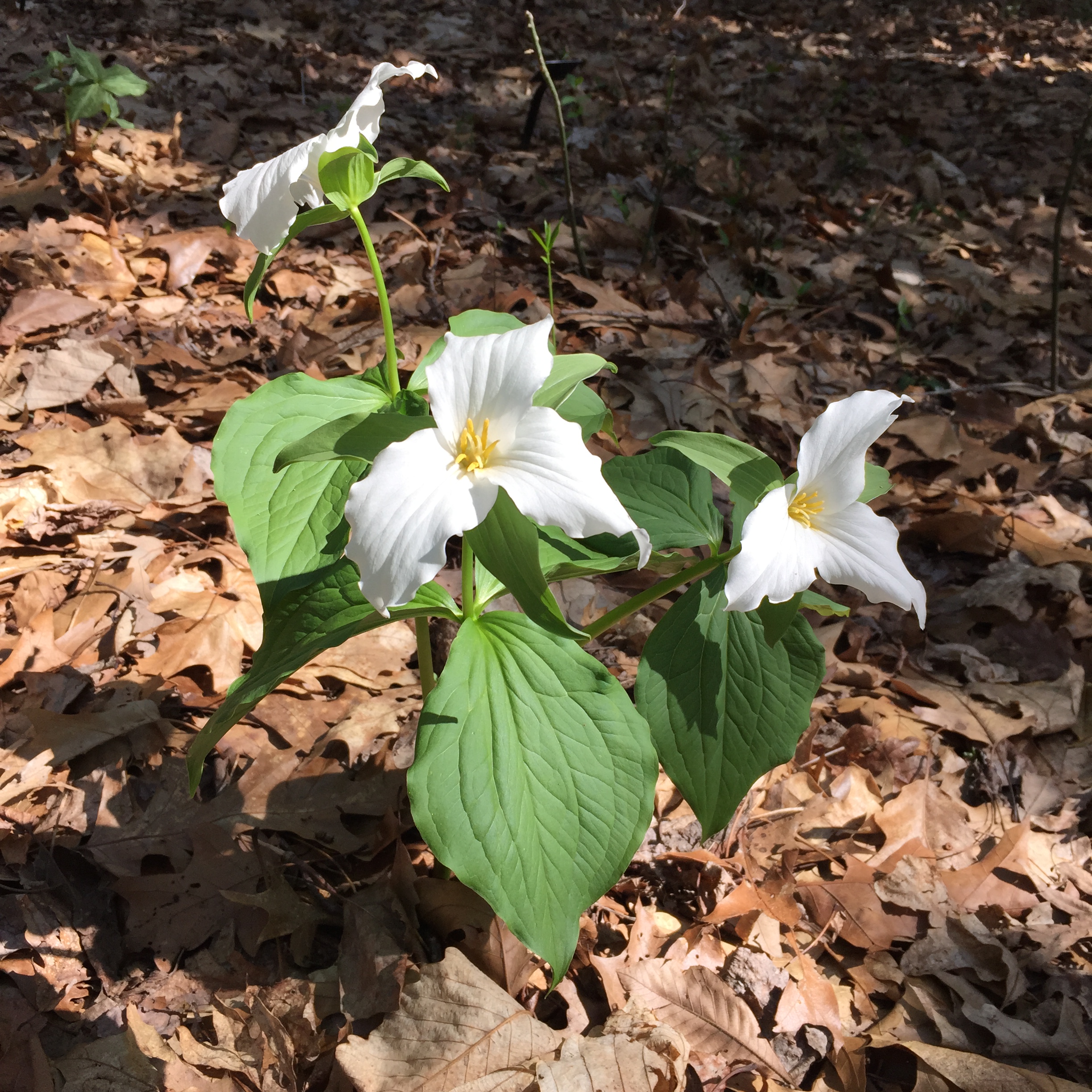 04 - Trillium_grandiflorum._0469