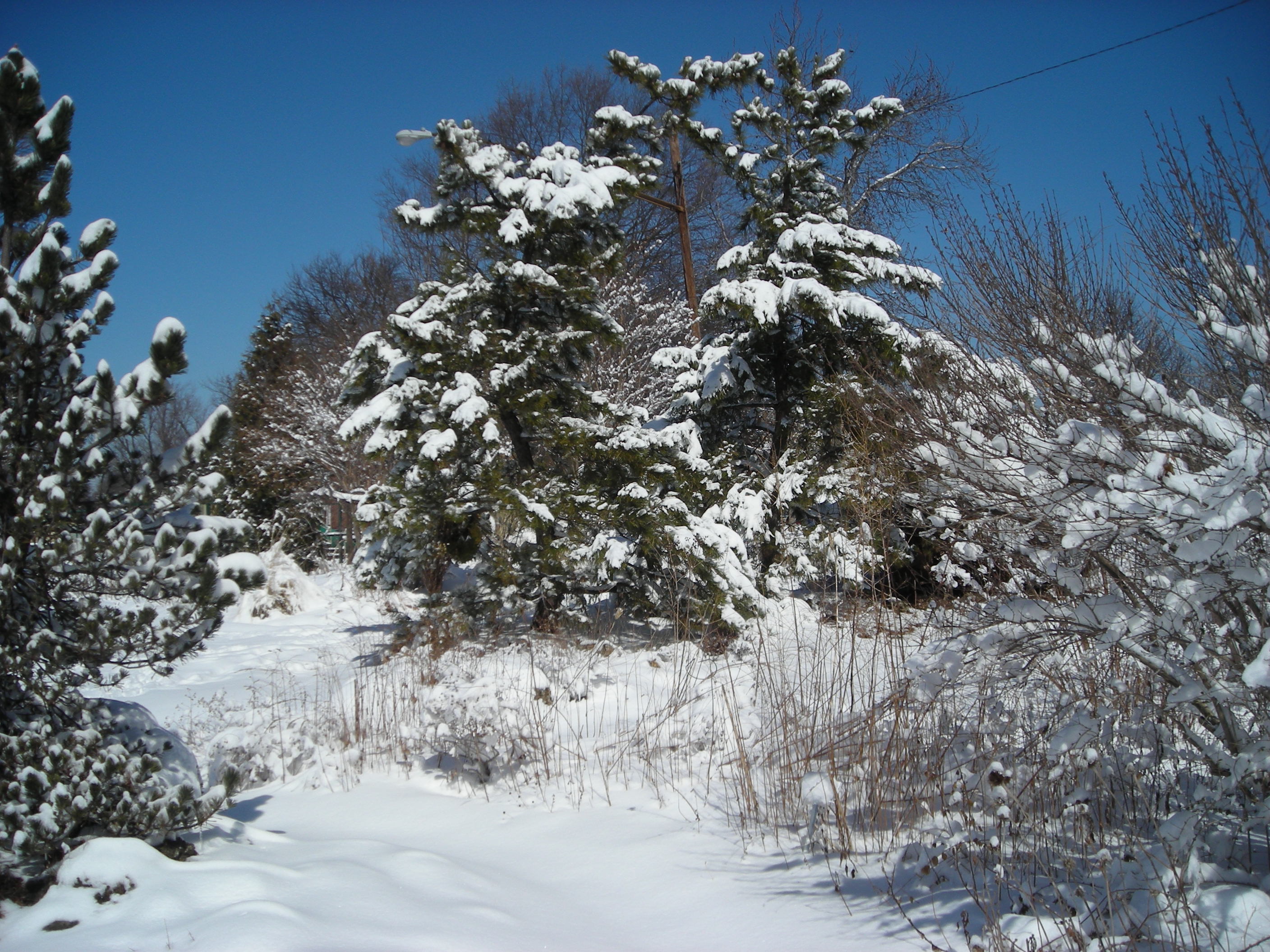 DSCN4866_Paths&bordersdisappear_March2015