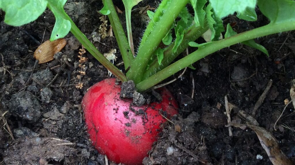 Cherry Belle radishes