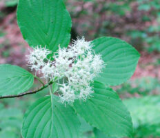 Cornus alternifolia, Pagoda Dogwood