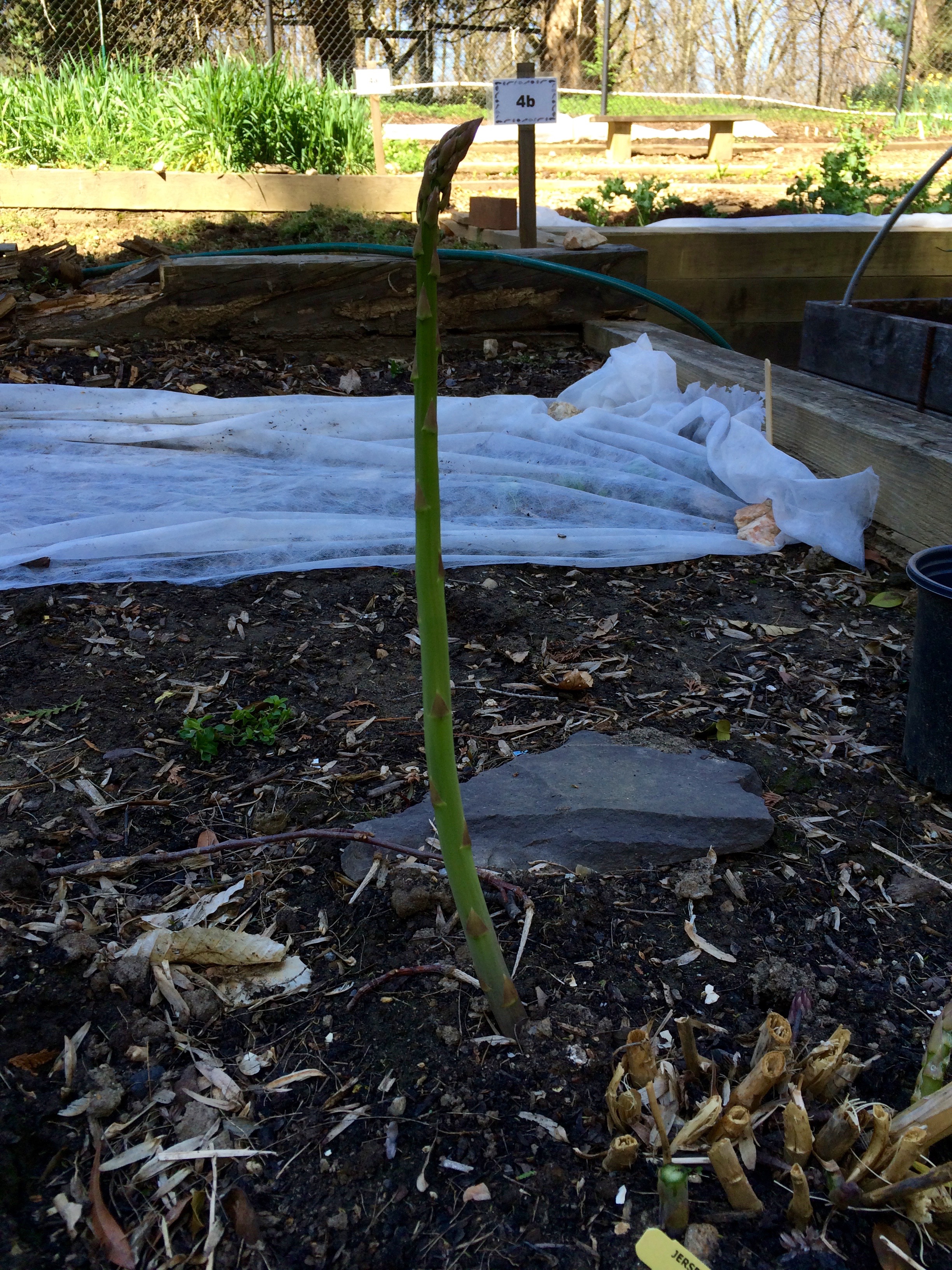 Early Spring Asparagus