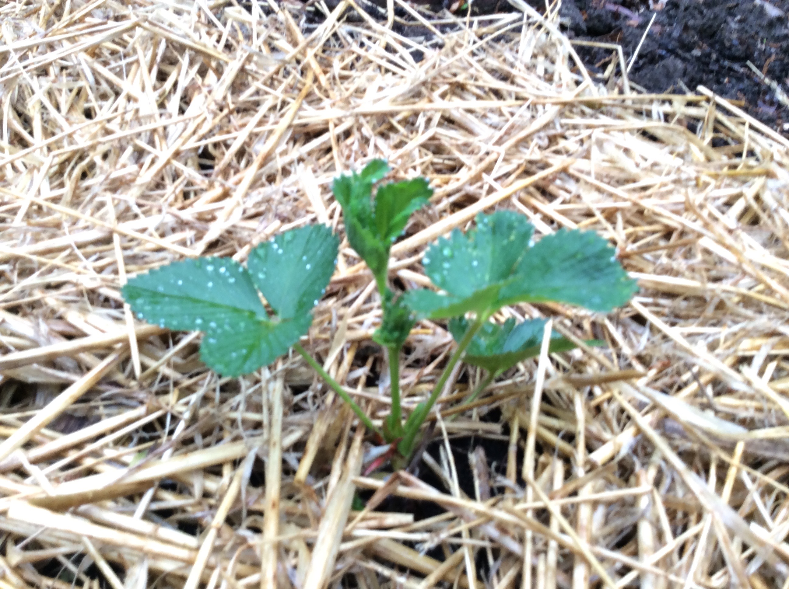 Earlyglow Strawberries