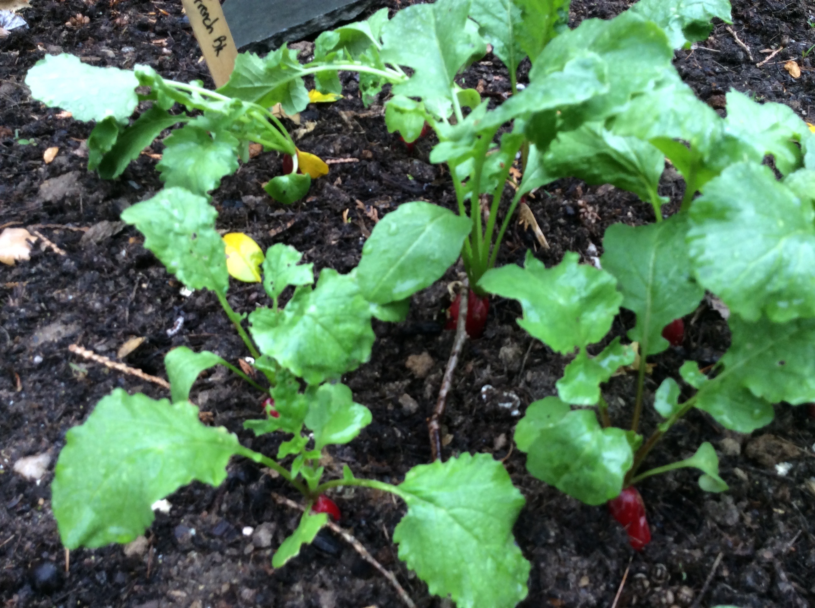 French Breakfast radishes ready to pull